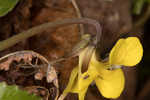 Roundleaf yellow violet